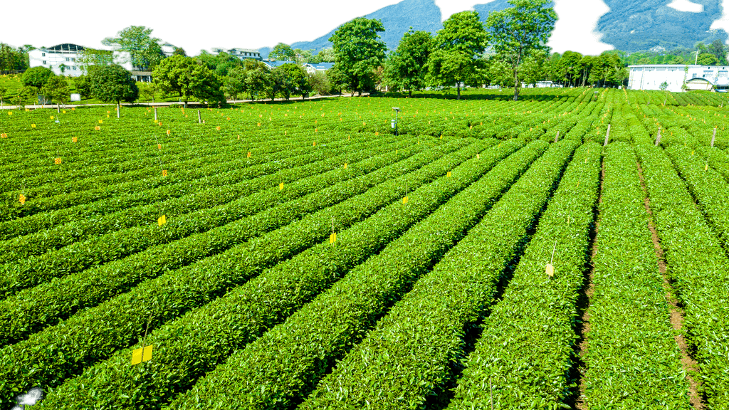 打造視覺盛宴 原創茶園航拍免摳元素，賦能農副產品品牌升級與銷售