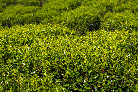綠茶種植園 自然饋贈，匠心臻品