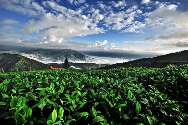 古樹茶 vs 臺地茶 一杯茶背后的生態、風味與市場選擇