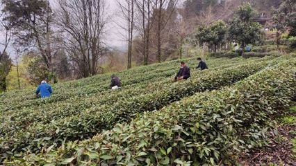 武當太子坡 茶香漫山野，農場帶富一方人