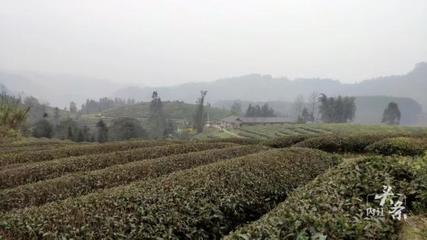 內江威遠萬畝茶園吐新芽 茶農采茶迎豐收，農副產品銷售新篇章